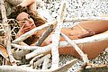 Villa Rosa Transex Escort Giselly  Bella 351 8461907 foto hot 10