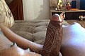 Padova Transex Escort Izabelli Frazao Pornostar 327 6619130 foto selfie 73